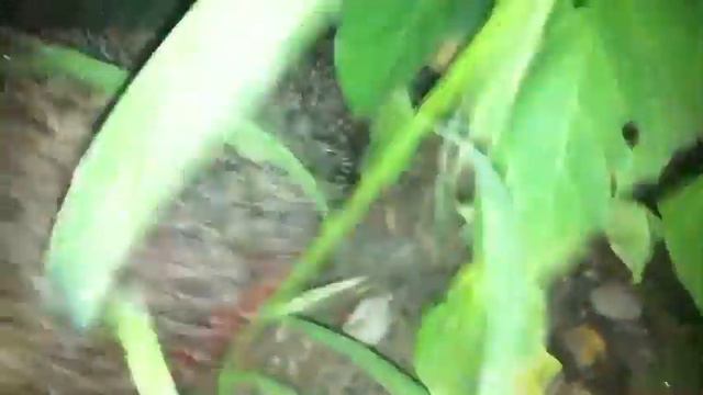 Ёжик в Крыму Николаевка 2011 Крым в Николаевке Ежик еж ёж 07.08.2011 смотреть онлайн