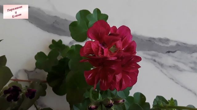 Чудесная плюша: пеларгония PAC Mexica Tomcat смотреть онлайн