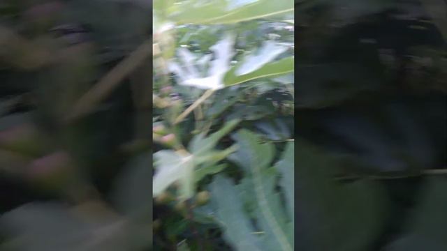 Инжир 10.07.2023г. смотреть онлайн