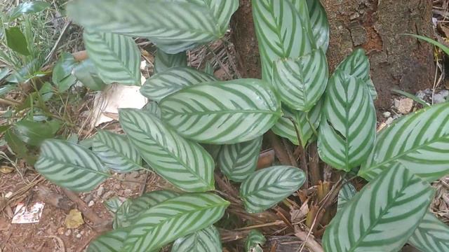 Maranta-Cinza/(Ctenanthe setosa) (Roscoe.) Eichler. [Leitura na Descrição]#maranta смотреть онлайн