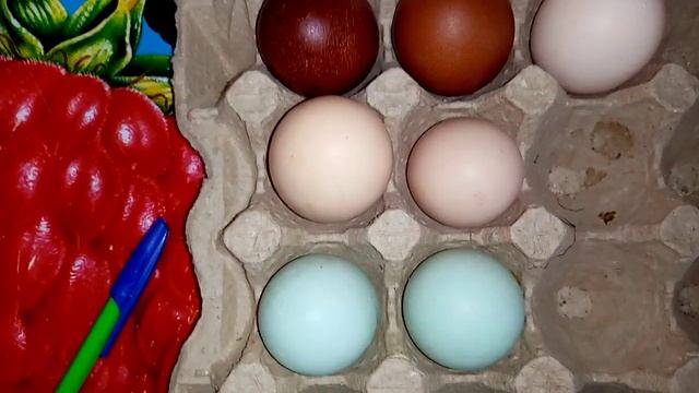 Ответвечаю на вопросы подписчиков. Вес и цвет яиц у разных пород кур! смотреть онлайн