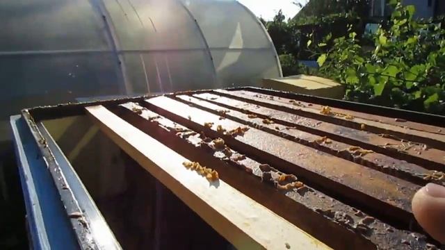 пчелы показали, что им не нужно летом, открытое сетчатое дно в жаркую погоду - часть 4 смотреть онлайн