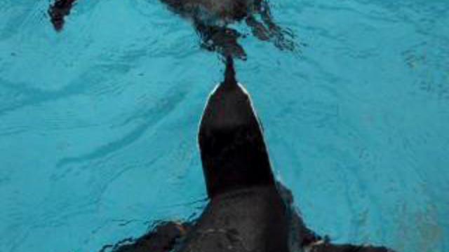 Пингвины 2 смотреть онлайн