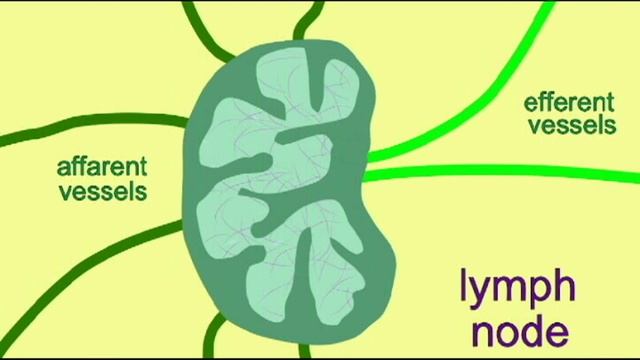 AP2 EXAM 2: LYMPH NODES смотреть онлайн
