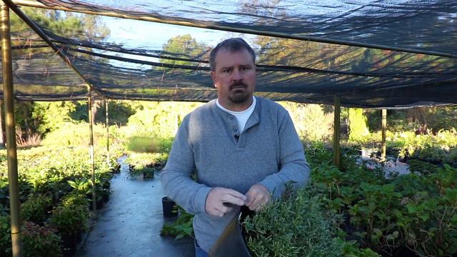How To Grow Variegated Radicans Gardenia With A Detailed Description