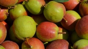 Сорт груши Красуля