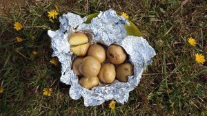 Картофель запеченный в алюминиевой пищевой фольге на углях костра