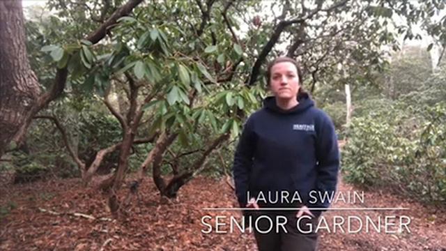 Pruning Rhododendron смотреть онлайн