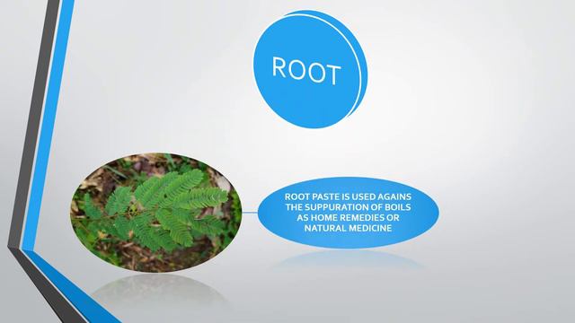 Acacia Pennata Medicinal Shrub folk medicine Organic Drugs#Antidote #Boils @InsightsInformer смотреть онлайн