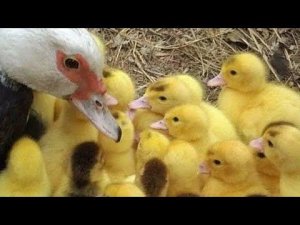 Забирать утят у индоутки или нет