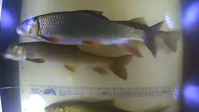 Sucker and Redhorse Run in the Milwaukee River смотреть онлайн