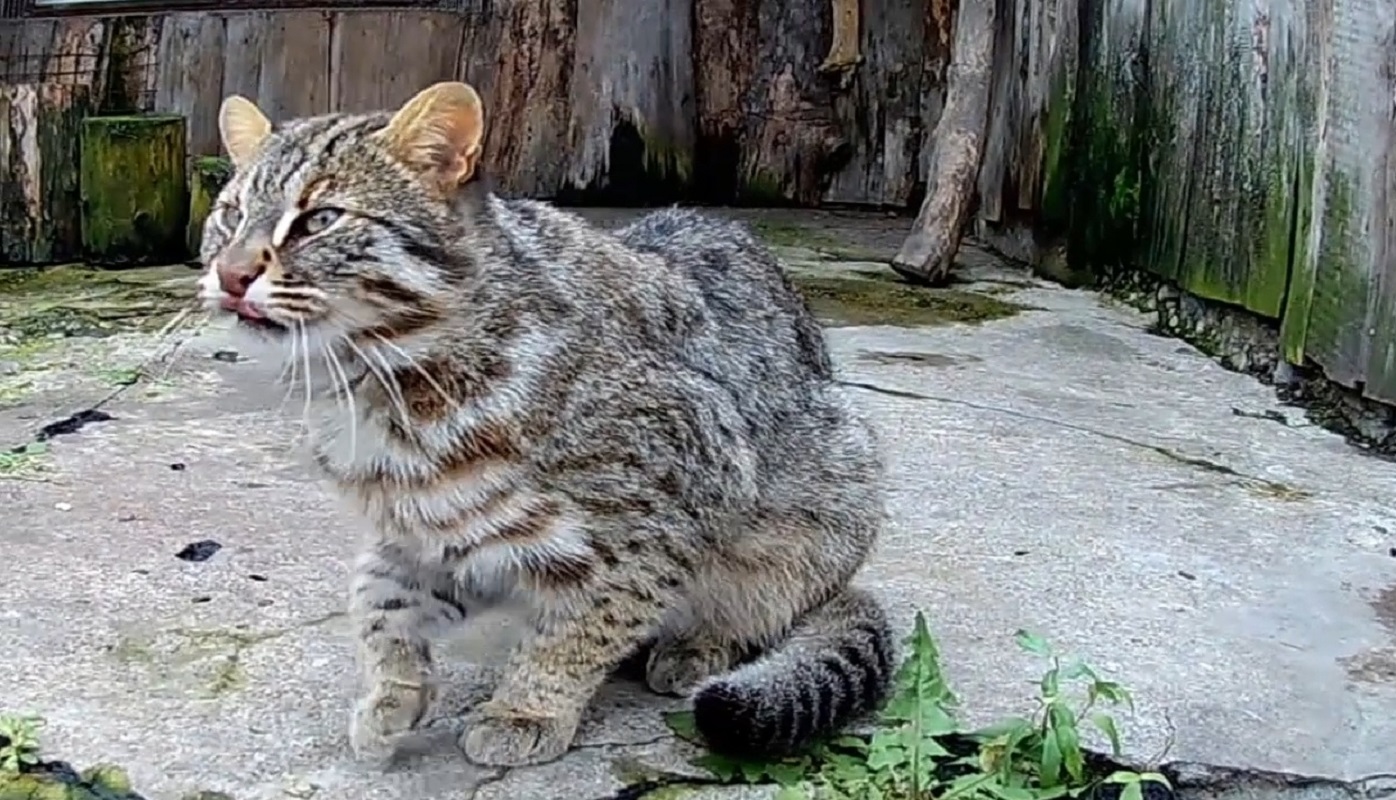 Дальневосточный лесной кот смотреть онлайн