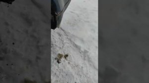 замена наружного ШРУС на форд фокус 2, С-Max