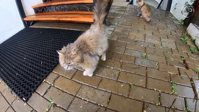 Отец Николай и его коты смотреть онлайн