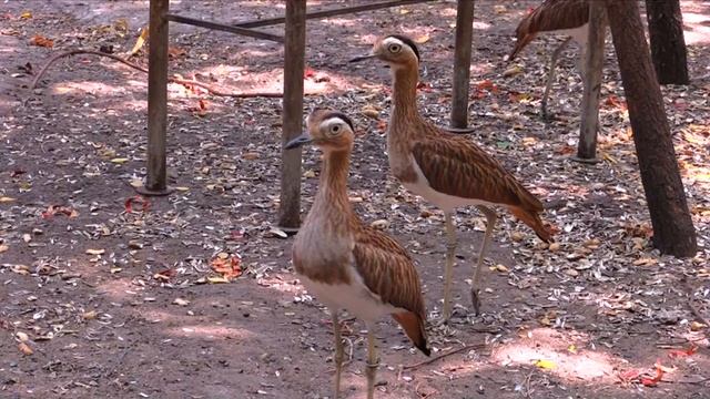 Caribbean Odyssey (HiRes) смотреть онлайн