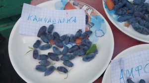 Жимолость Амфора,  Бакчарский великан,  Камчадалка 13 июня 2023г #garden #дача #омск #жимолость