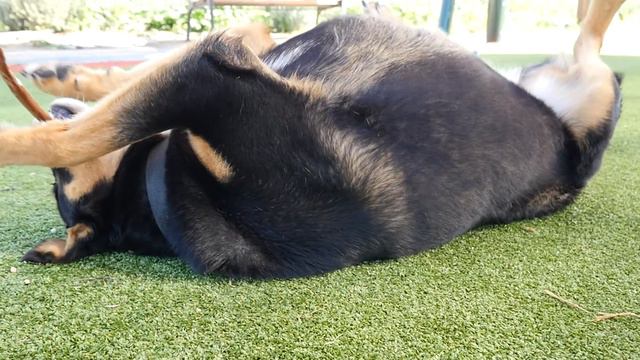 rottweiler x german shepherd having fun смотреть онлайн