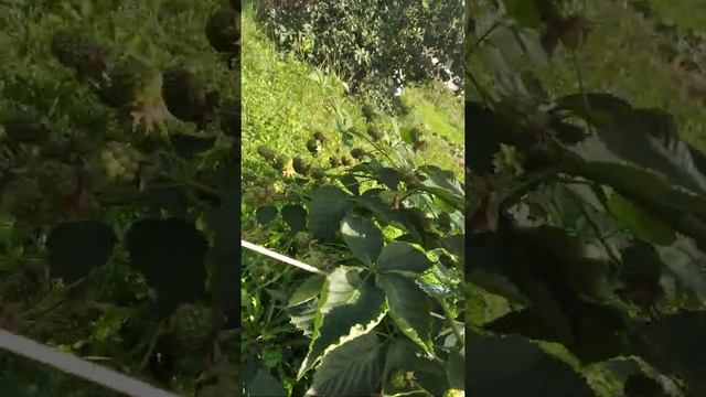 ежевика Вон,начало созревания на однолетнем побеге после прищипки смотреть онлайн
