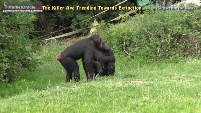 The Killer Ape, Human Evolution, Artificial Intelligence and Extinction End Game (1.2) смотреть онлайн