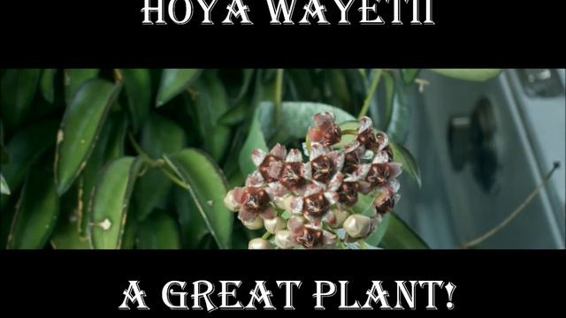 Hoya Wayetii Versus Hoya Mindorensis