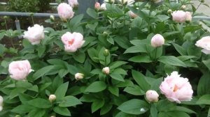 Peony Pink Vanguard - www.peonyshop.com