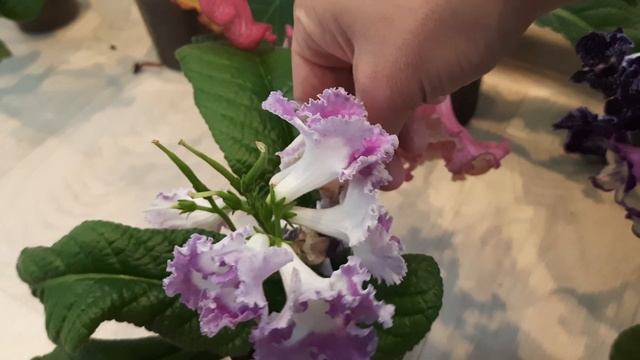 Обзор цветущих стрептокарпусов смотреть онлайн