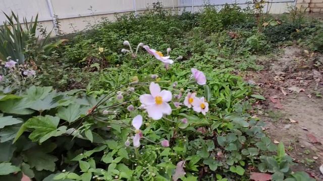 Динозаврик гуляет по двору. Пробует груши и виноград смотреть онлайн