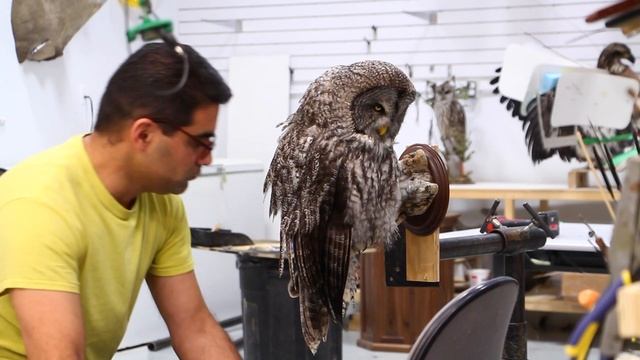 Great Grey Owl, Giant appearance vs tiny body. Art of Taxidermy смотреть онлайн