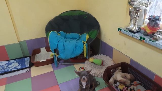 содержание чихуахуа, стая собак, питомник Кастропуло Крым Симферополь купить продам, условия продаж смотреть онлайн