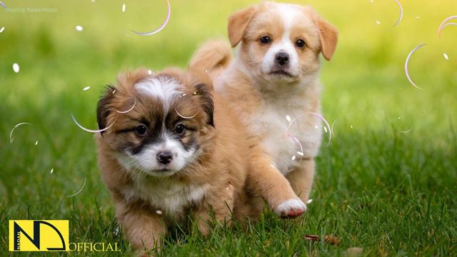 Relaxing Piano Music 💖 Romantic Music, Beautiful Sleep Music, Stress Relief  ♬ Relax Pet Dog