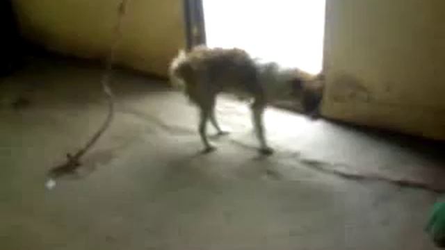 жучка смотреть онлайн