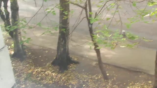 Ворона клюёт собаку за хвост, что бы отогнать от своей закладки, кошка Сеня пришла на подоконник смотреть онлайн