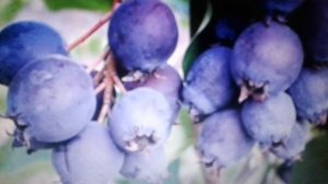 Ирга: польза и вред.