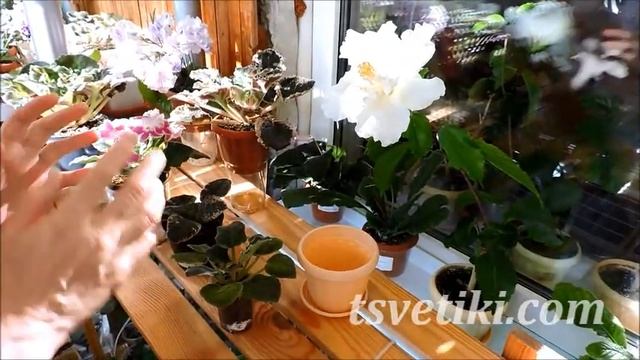 Фиалки для начинающих. Основные правила ухода. смотреть онлайн