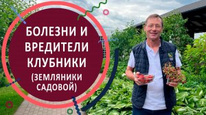 Болезни и вредители земляники садовой (клубники). Доклад главного агронома Агрофирмы "ПОИСК"