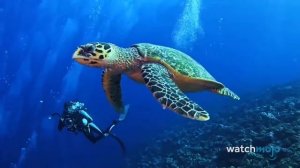 Кто и почему попадает в красную книгу? Красная книга. Что такое красная книга?