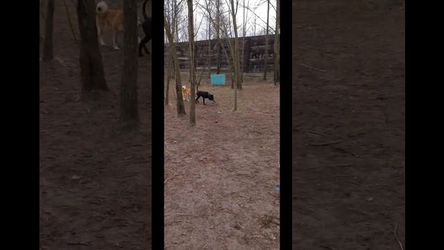 Метис кане-корсо Герда из приюта для животных Сириус в Киевской области ищет дом. смотреть онлайн