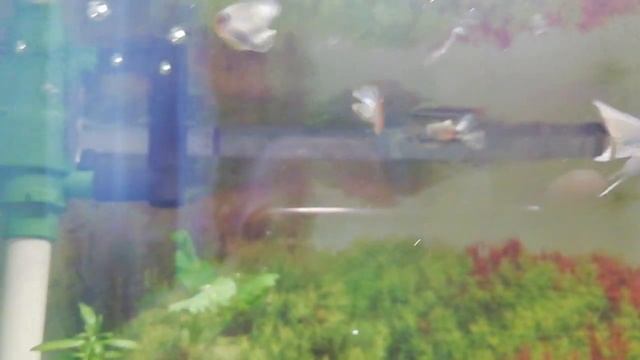 Этажерка с аквариумами смотреть онлайн