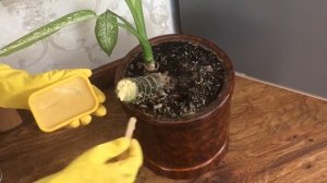 ДИФФЕНБАХИЯ. ОБРЕЗАЕМ РАСТЕНИЕ. СОДЕРЖАНИЕ И УХОД