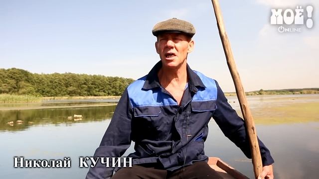 В воронежском водохранилище у лебедей появились птенцы смотреть онлайн
