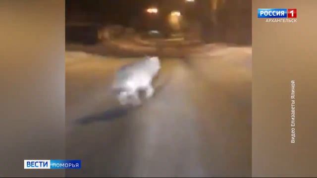 В регионе - новый случай нападения волка на собаку смотреть онлайн