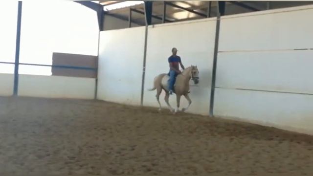 PALI • PS LUSITANO • Just backed pirofree & clean xrays Palomino stallion for sale смотреть онлайн