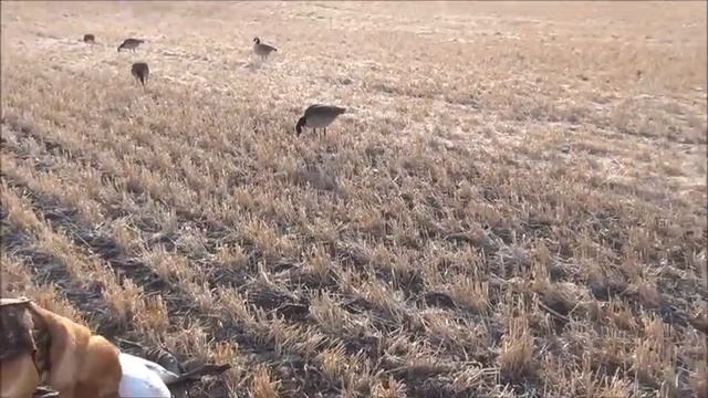 Охота на гусей по морозцу, утром. Канада. смотреть онлайн
