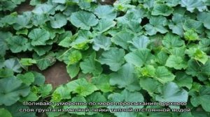 Раннеспелый гибрид огурцов «Гектор» для открытого грунта