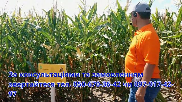 Кукурудза ДН Джулія Рост Агро смотреть онлайн