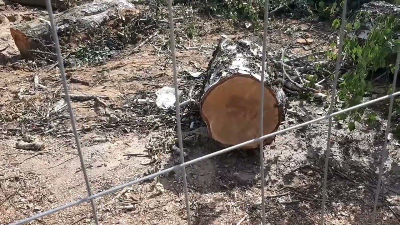 В Тучково под видом благоустройства и реконструкции Аллеи Славы вырубил парк отдыха смотреть онлайн