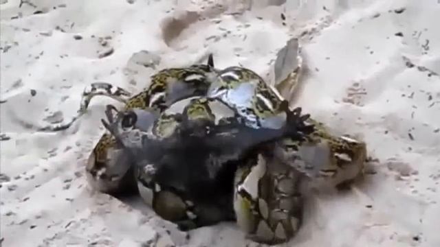 Wild Giant Bat vs Python Fight to The Death Most Terrible Battle of Flying Fox just watch! смотреть онлайн