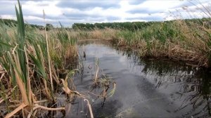 Рыбалка в камышах. Ловля щуки в камышах на неогруженную резину.