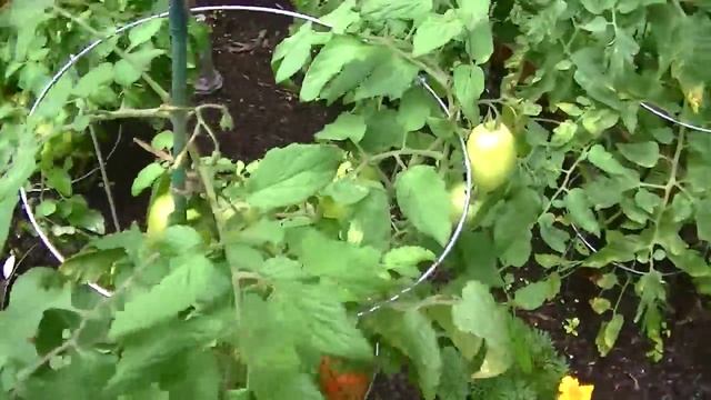 Roma Tomatoes: 3 Varieties смотреть онлайн