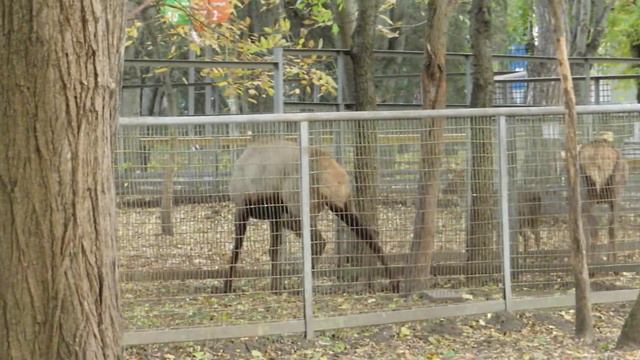 MVI 0889 Жизнь других в неволе. Благородный олень. смотреть онлайн